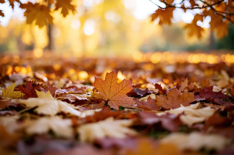 Fallen maple leaves covering the ground in a sunlit autumn forest