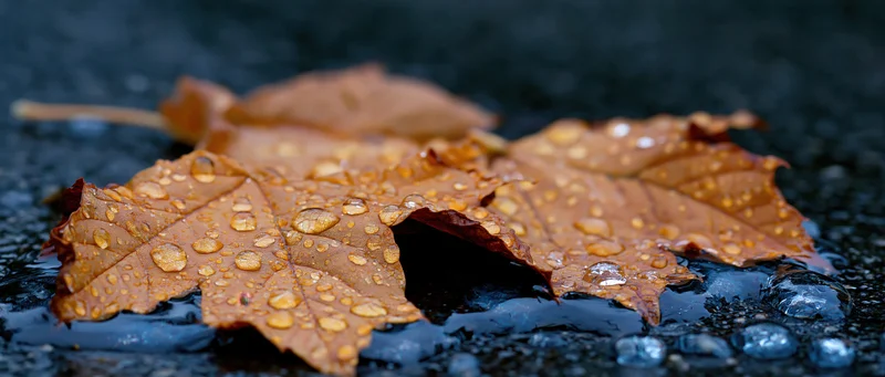 Wet maple leaf with water droplets lying on dark pavement in autumn