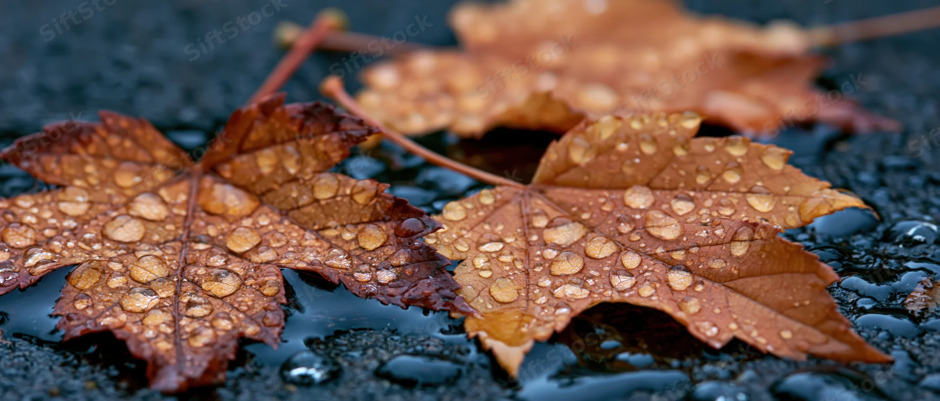 Maple leaves covered in water droplets lying on wet pavement