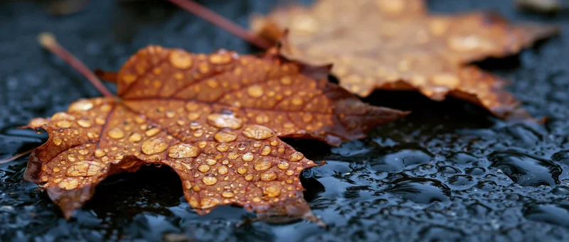 Maple leaf with water droplets resting on wet pavement in autumn