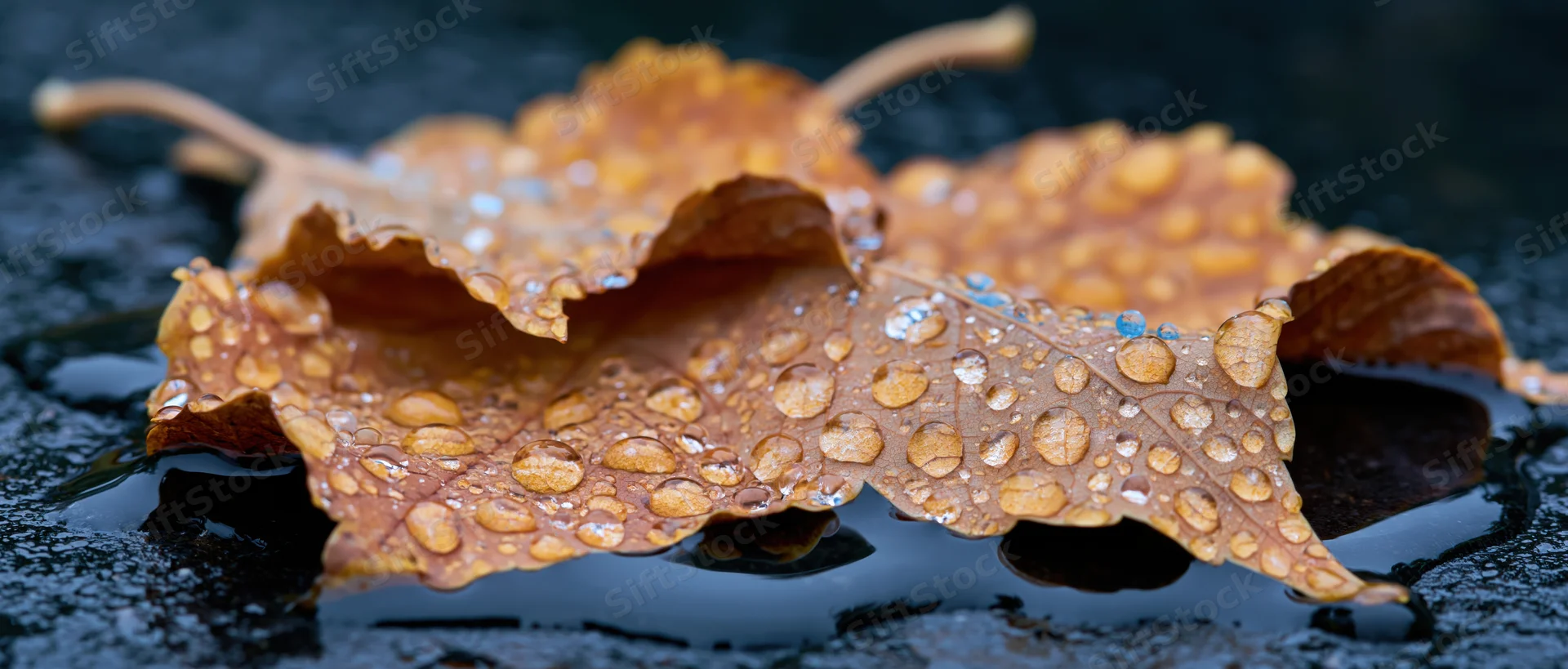 Wet autumn maple leaves with water droplets resting on dark pavement