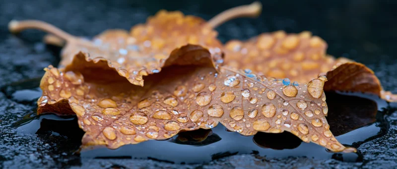 Wet autumn maple leaves with water droplets resting on dark pavement