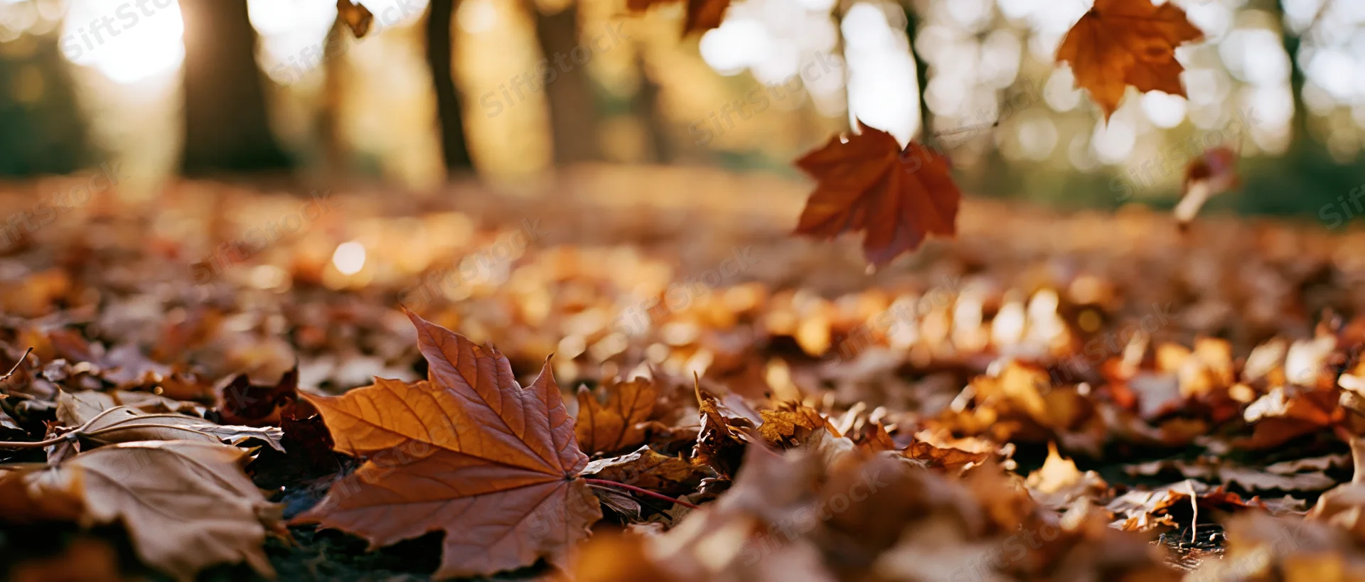 Fallen maple leaves covering forest floor in autumn light