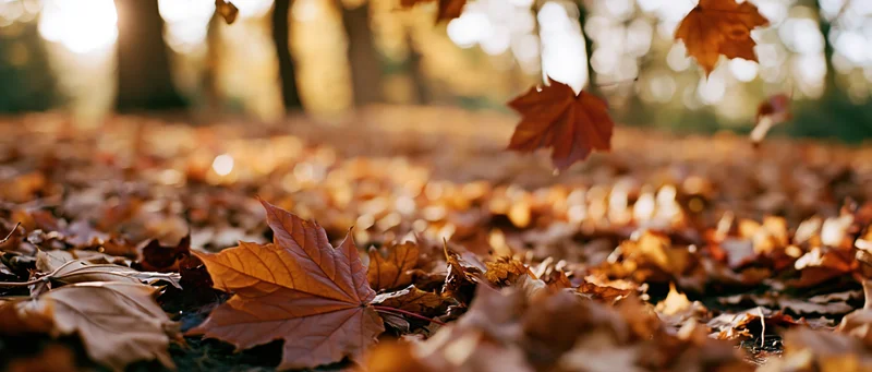 Fallen maple leaves covering forest floor in autumn light