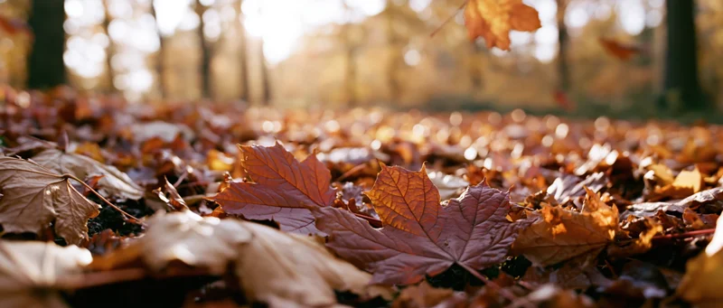 Fallen maple leaves covering forest floor in autumn light