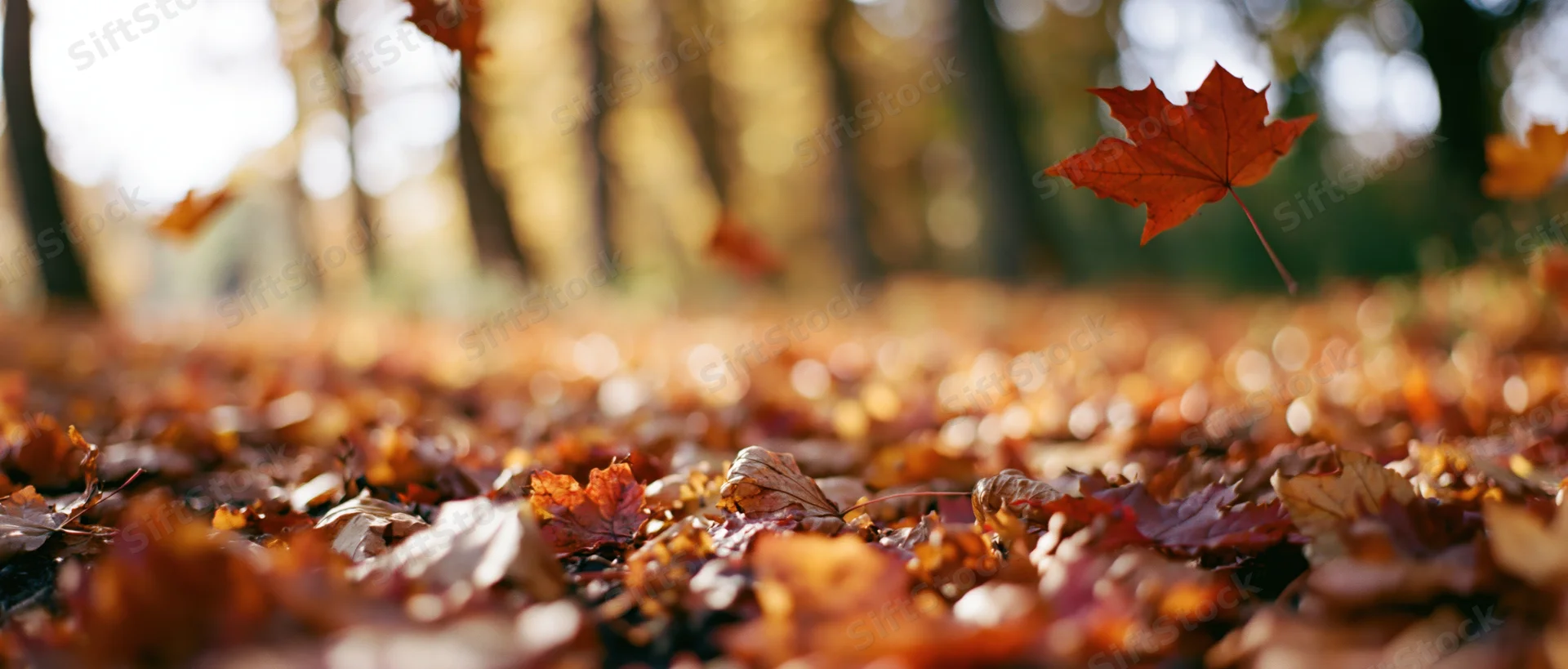 Fallen maple leaves covering forest floor in autumn with sunlight filtering through trees