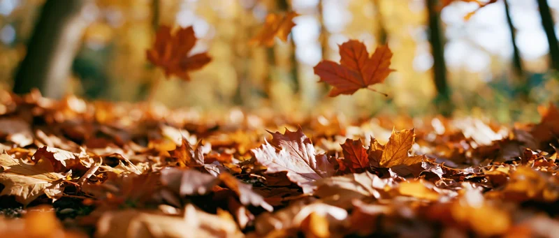 Fallen maple leaves covering forest floor in autumn sunlight