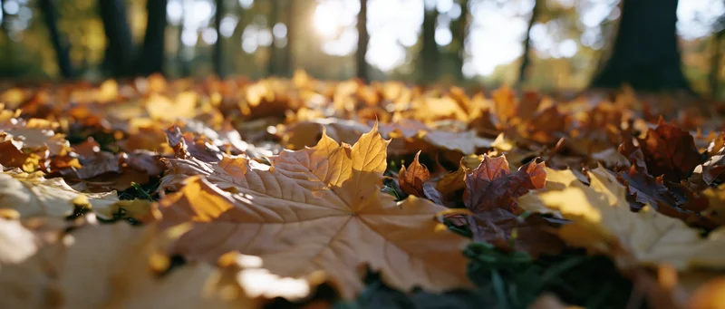 Fallen maple leaves covering forest floor at ground level in autumn sunlight