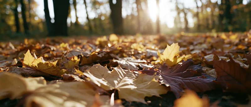 Fallen maple leaves covering forest floor in autumn sunlight