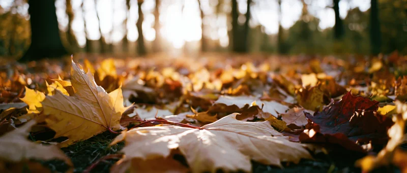 Fallen maple leaves covering forest floor at ground level in autumn sunlight