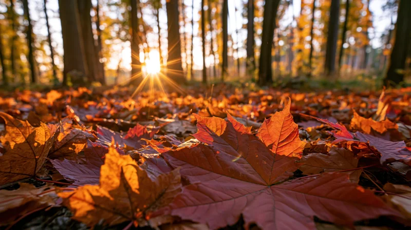 Fallen maple leaves covering forest floor at sunrise, low-angle view with sun rays through trees