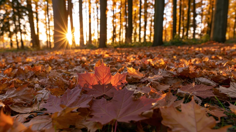 Fallen maple leaves covering forest floor at sunrise, low-angle view
