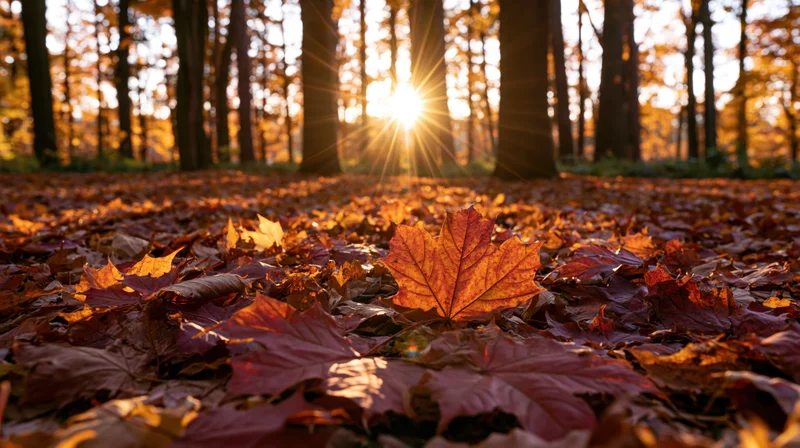 Low-angle view of fallen maple leaves covering forest floor with sunlight shining through trees
