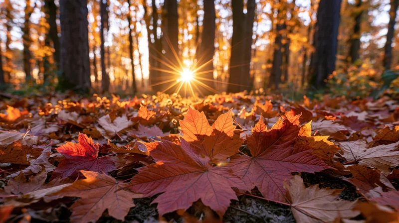 Fallen maple leaves covering forest floor with sunlight shining through trees at low angle