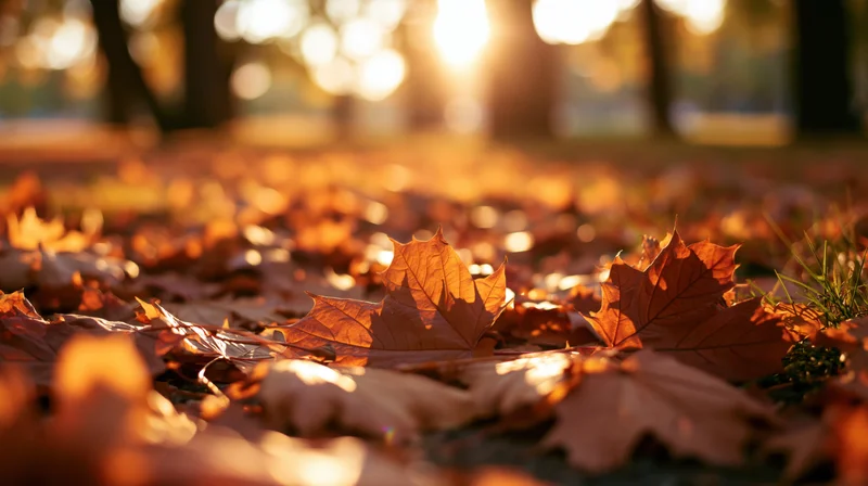 Fallen maple leaves covering park ground in autumn sunlight