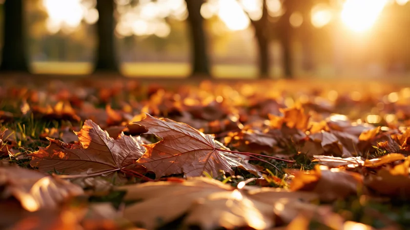 Fallen maple leaves covering park ground in autumn sunlight