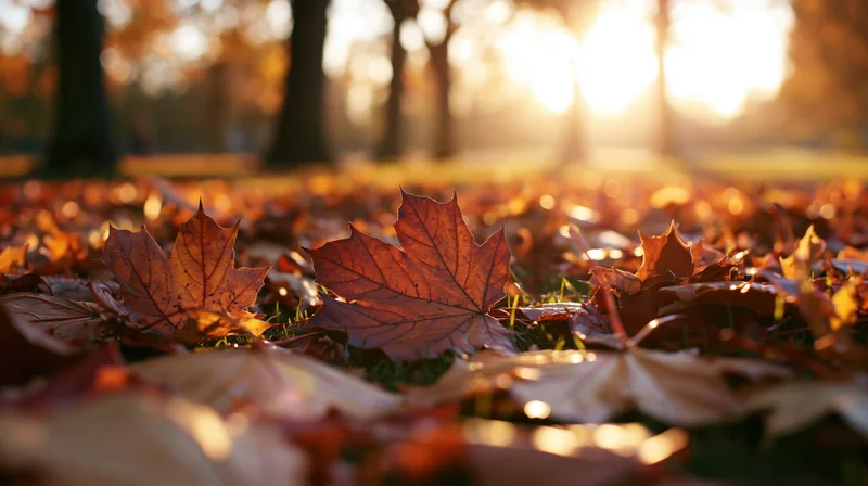 Fallen maple leaves covering park ground in autumn sunlight