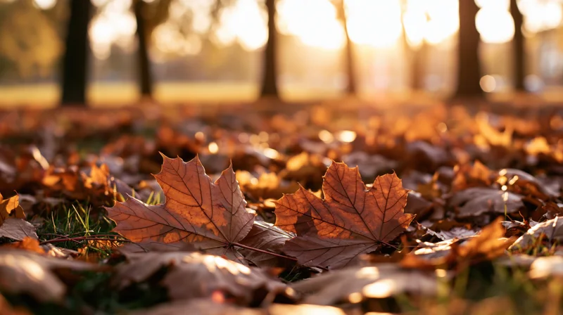 Fallen maple leaves covering park ground in autumn sunlight