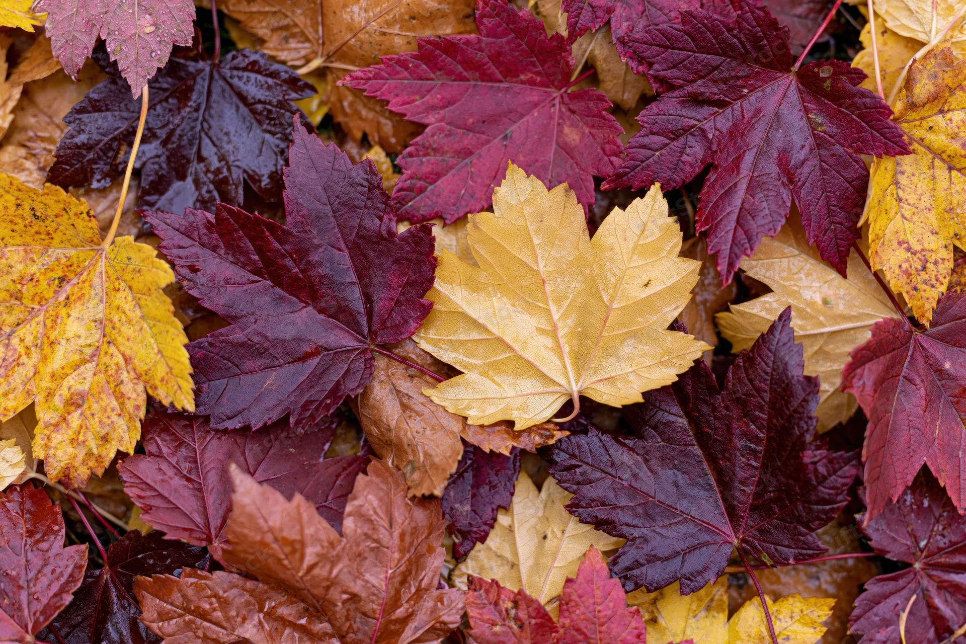 Fallen maple leaves in vibrant autumn colors covering the ground in a dense layer