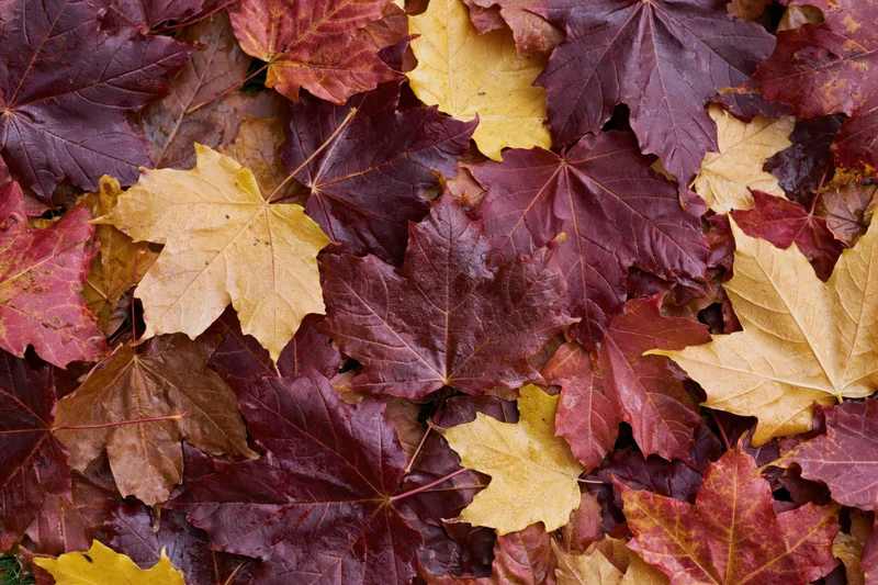 Fallen maple leaves covering the ground in dense layer during autumn