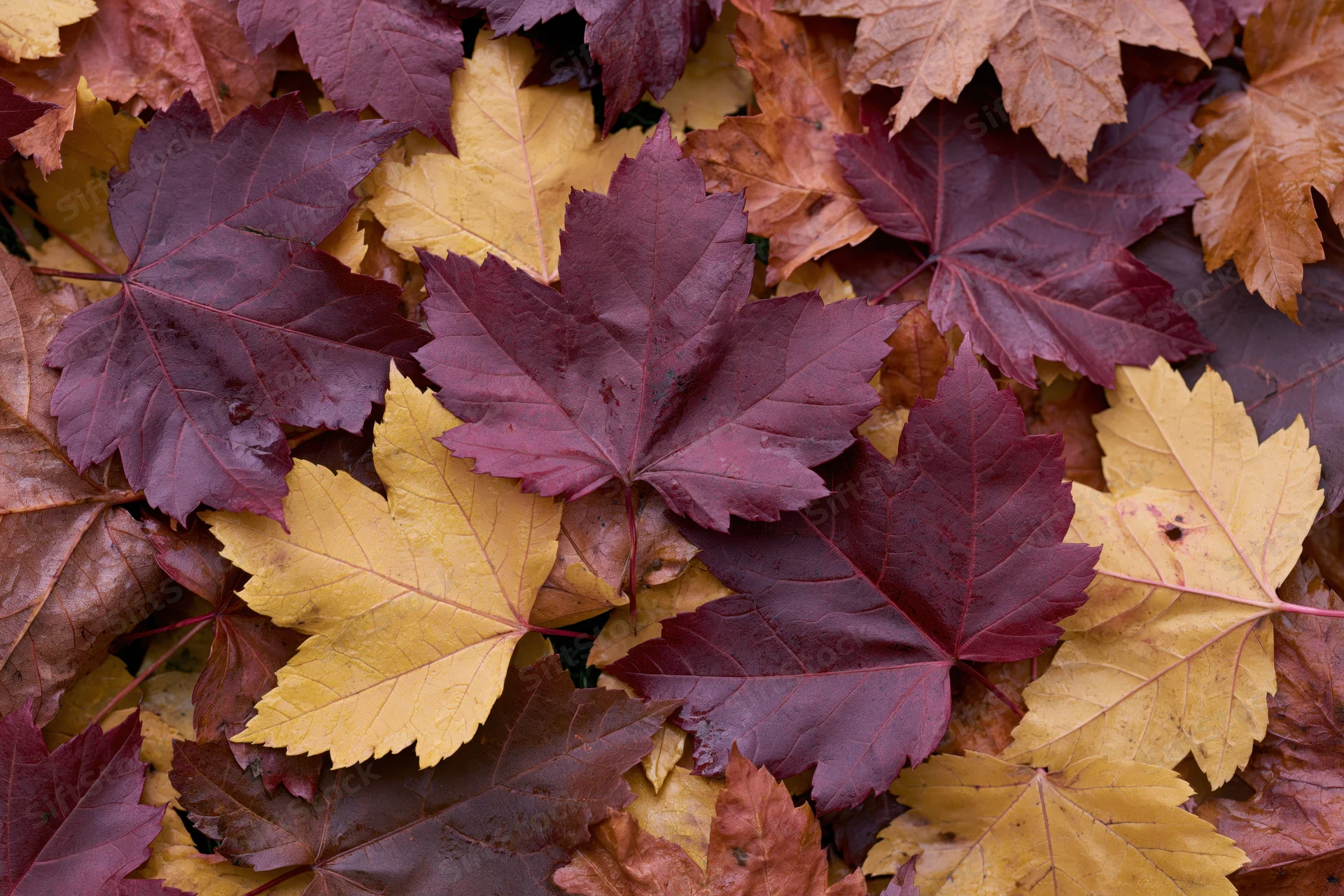 Fallen maple leaves in autumn colors covering the ground in a dense layer