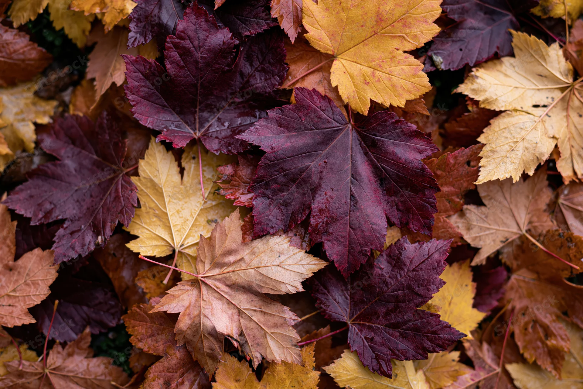 Fallen maple leaves in autumn colors covering the ground in a dense layer
