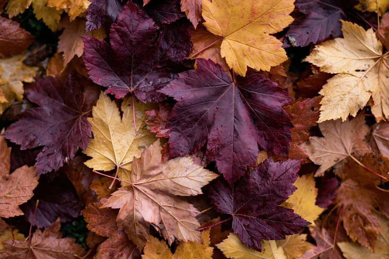Fallen maple leaves in autumn colors covering the ground in a dense layer
