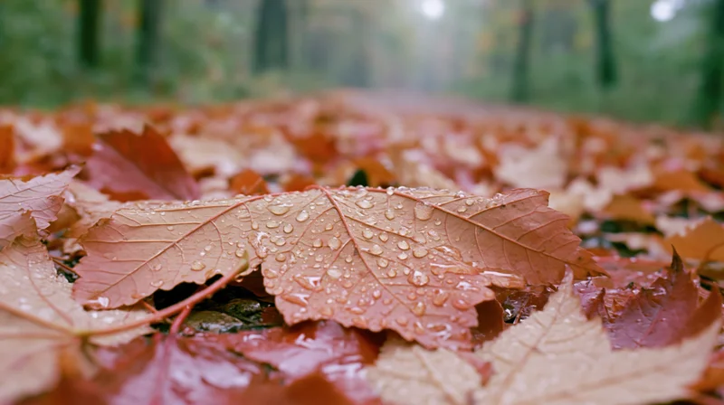 Wet maple leaves scattered across forest ground after rain