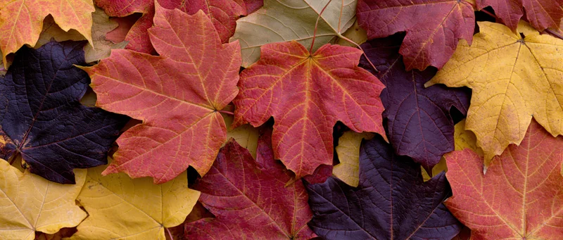 Dense layer of colorful maple leaves covering the ground in autumn