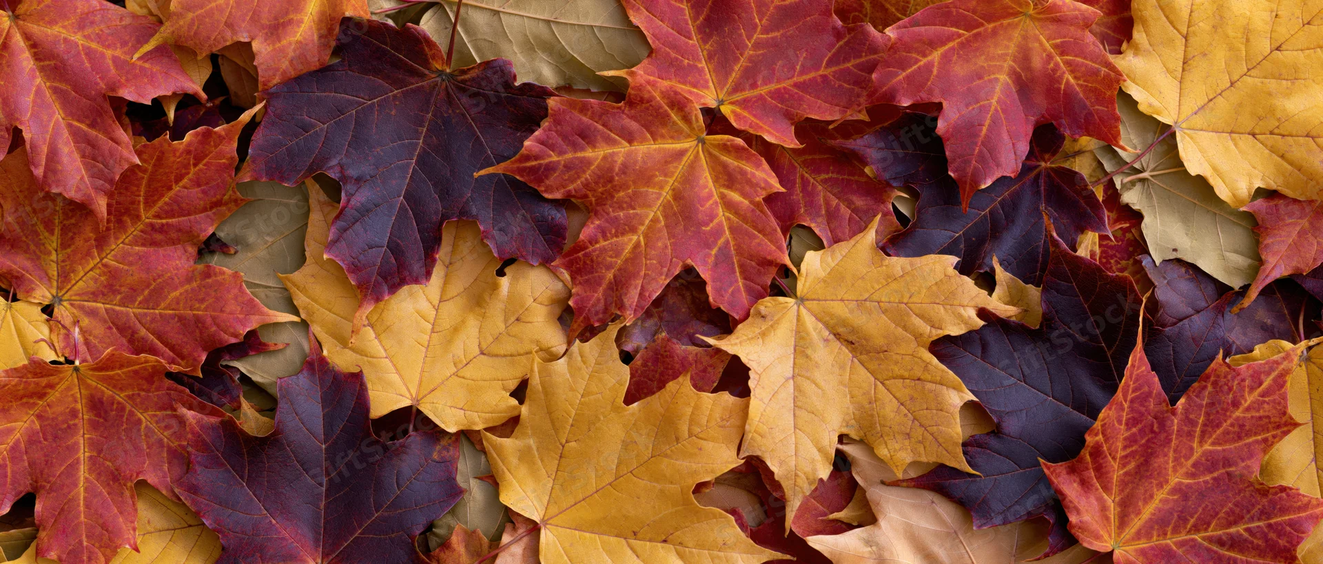 Dense layer of fallen maple leaves in autumn colors covering the ground