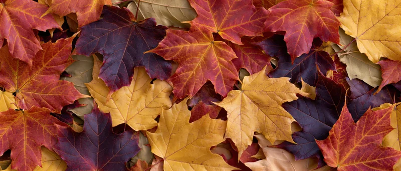 Dense layer of fallen maple leaves in autumn colors covering the ground