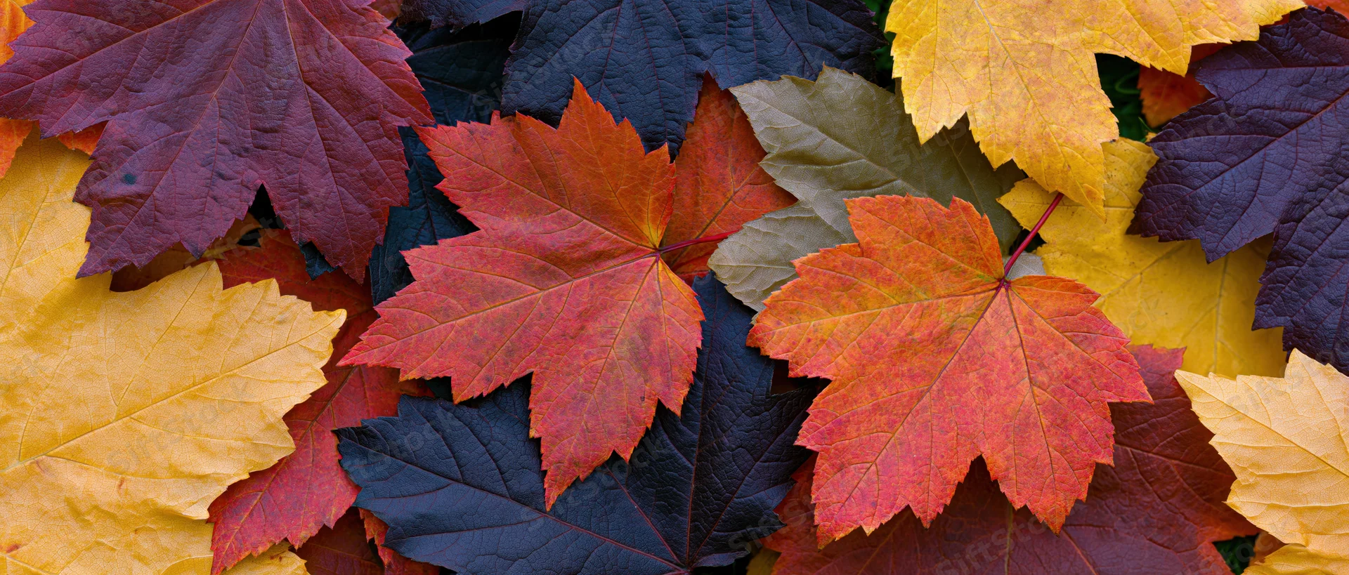 Dense layer of colorful maple leaves covering the ground in autumn