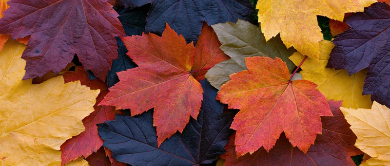 Dense layer of colorful maple leaves covering the ground in autumn