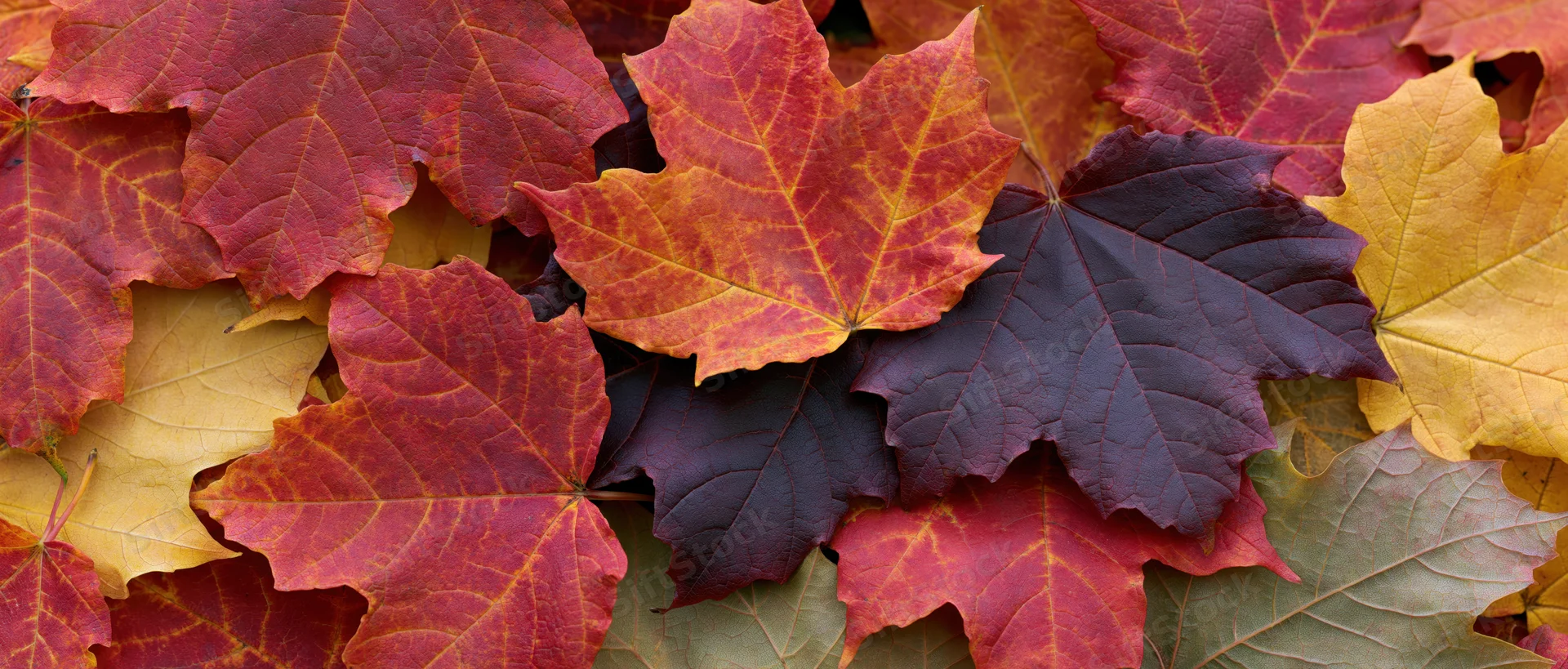 Densely layered fallen maple leaves in autumn colors covering the ground