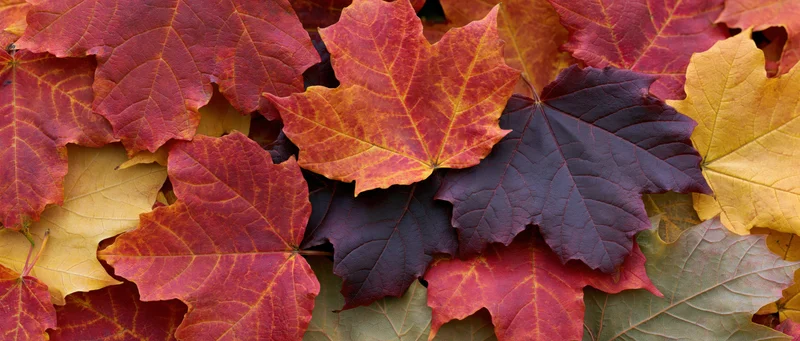 Densely layered fallen maple leaves in autumn colors covering the ground