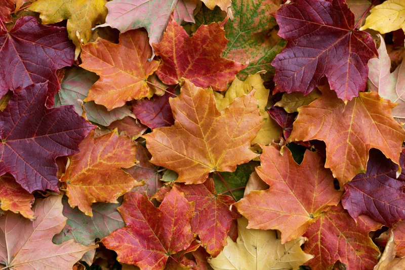 Dense layer of colorful maple leaves covering the ground in autumn