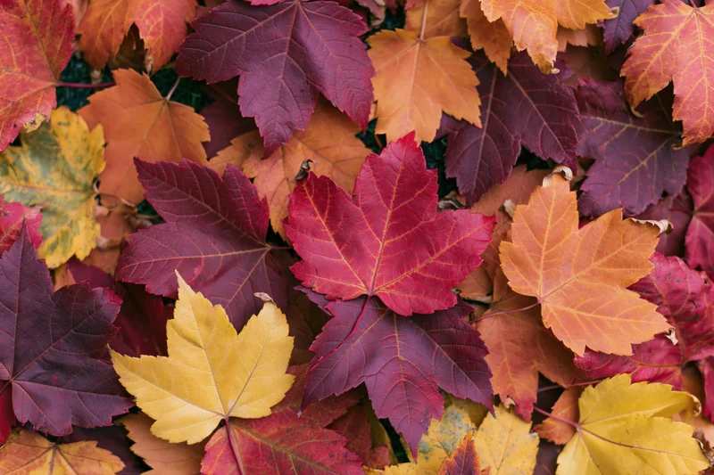Dense layer of colorful maple leaves covering the ground in autumn