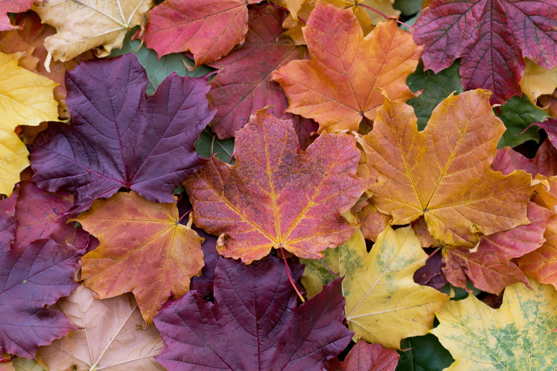 Dense layer of colorful fallen maple leaves covering the ground in autumn