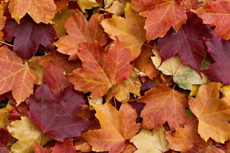 Dense layer of fallen maple leaves in autumn colors covering the ground