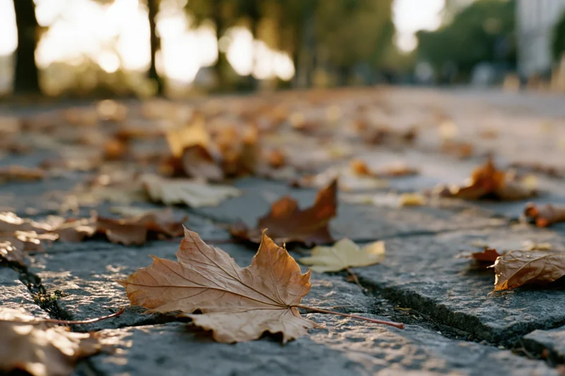 Fallen maple leaves scattered across old stone pavement in autumn sunlight