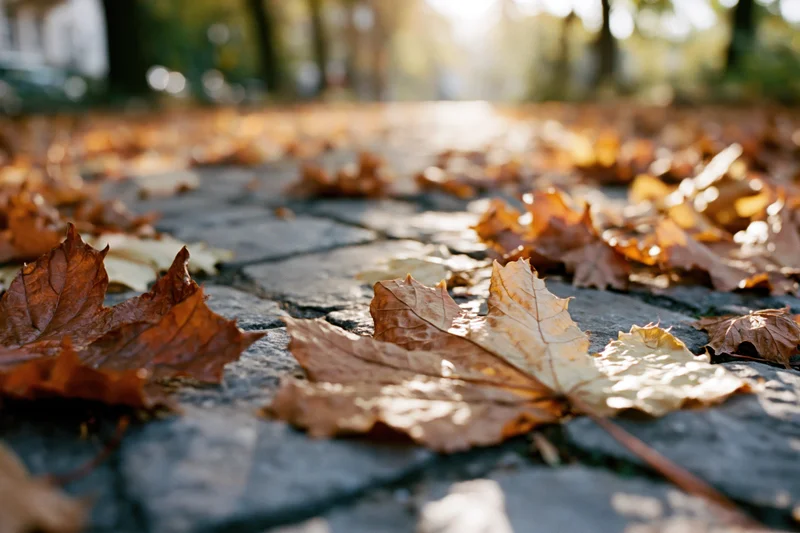 Fallen maple leaves scattered across old stone pavement in autumn sunlight