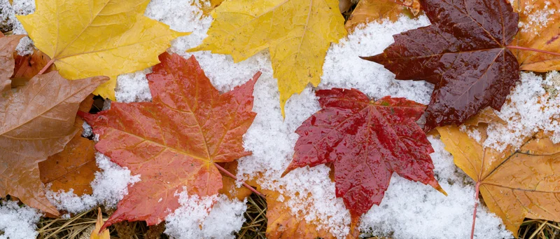 Fallen maple leaves in autumn colors scattered on fresh snow on the ground