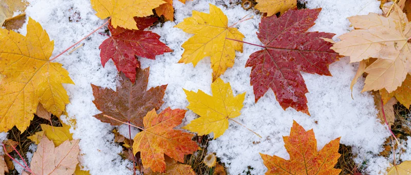 Fallen maple leaves scattered on fresh snow covering the ground