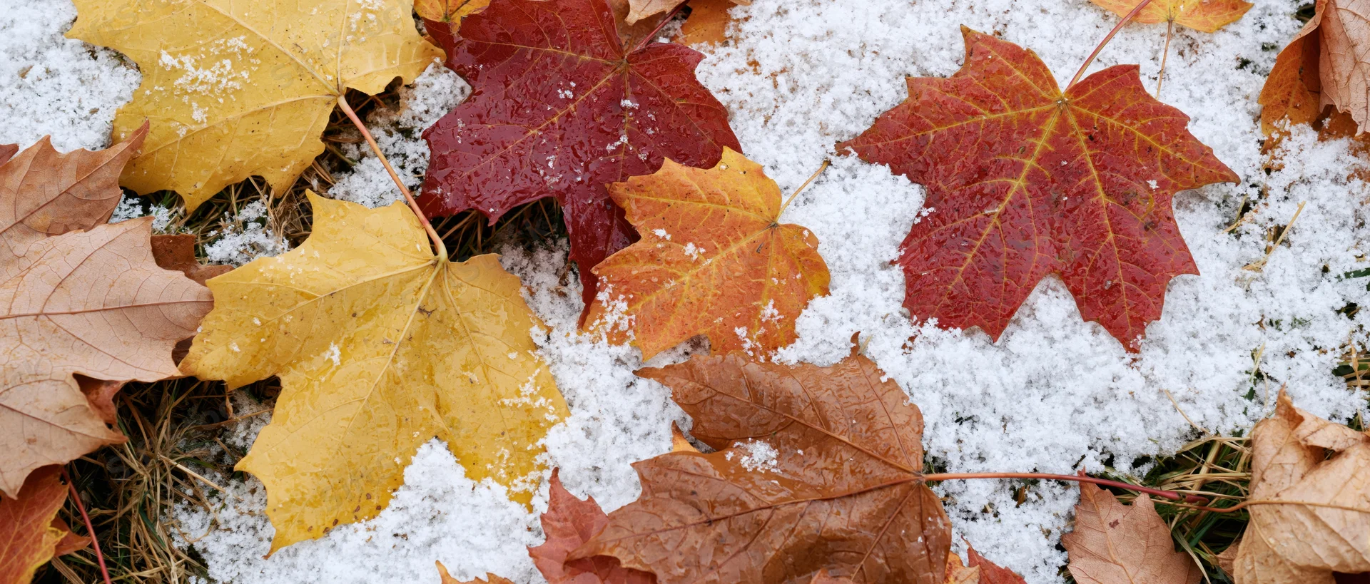 Fallen maple leaves scattered on a thin layer of fresh snow covering grass