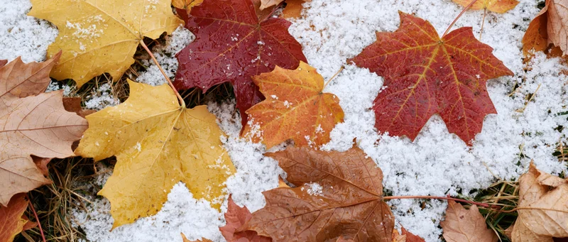 Fallen maple leaves scattered on a thin layer of fresh snow covering grass