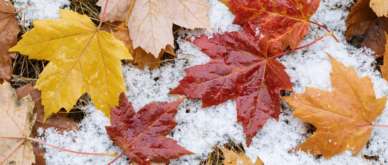 Fallen maple leaves in autumn colors scattered on fresh snow covering ground