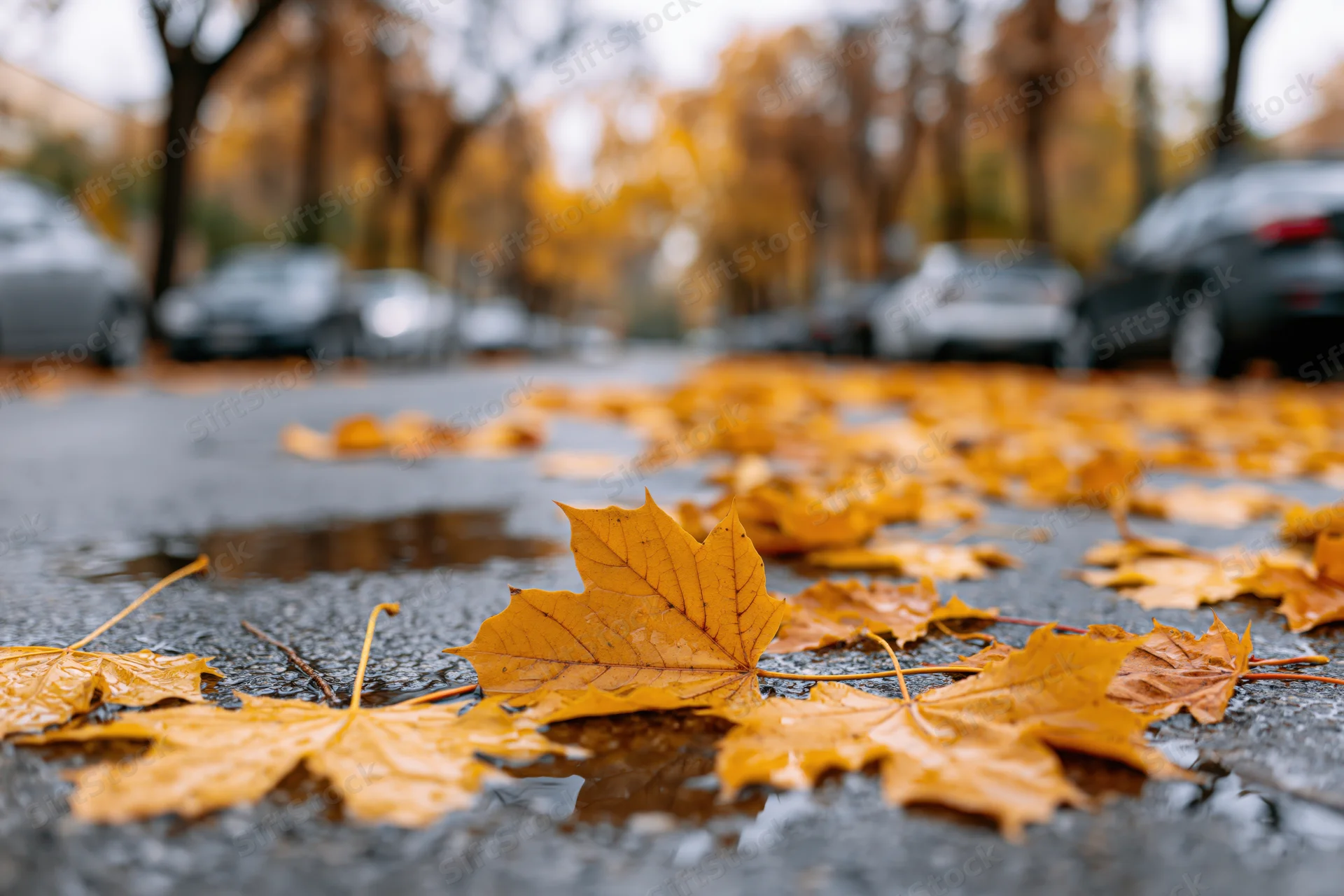 Fallen maple leaves scattered on wet asphalt pavement in an urban street setting