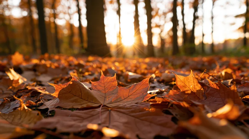 Fallen maple leaves covering forest floor in autumn with sunlight filtering through trees