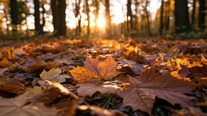 Golden maple leaves carpeting forest floor at sunrise in autumn