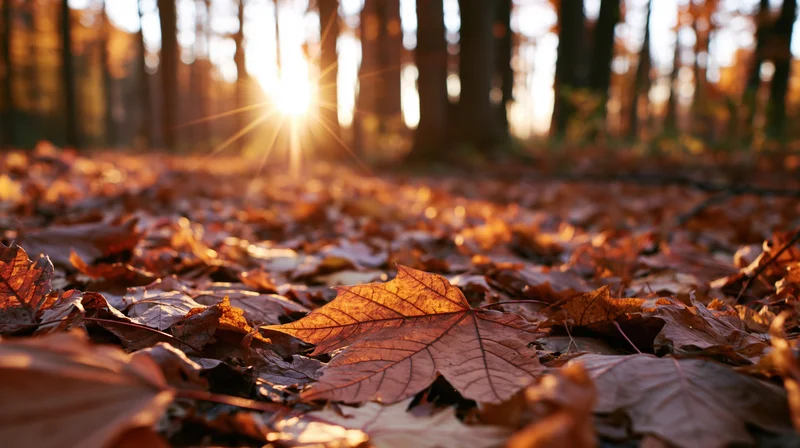 Fallen maple leaves covering forest floor with sunlight filtering through trees in autumn